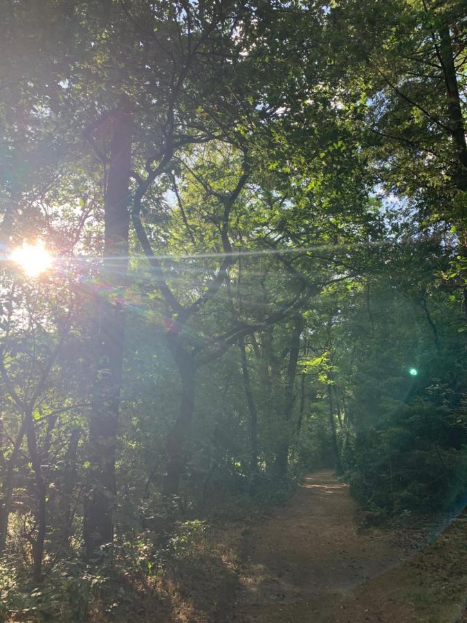 Bonte Specht: Tot Rust Komen In De Natuur! Отерло Екстериор снимка